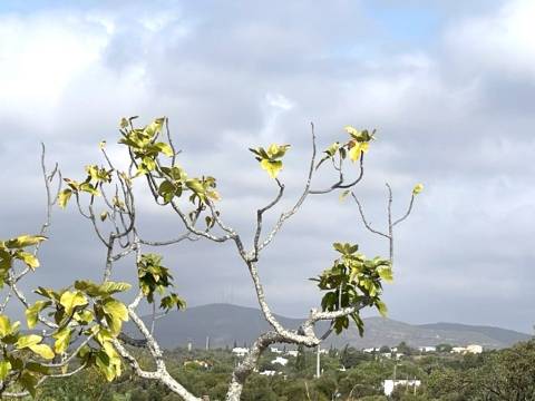 FANTÁSTICA QUINTA RURAL, BIAS DO SUL