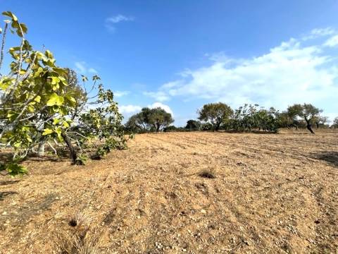 FANTÁSTICA QUINTA RURAL, BIAS DO SUL