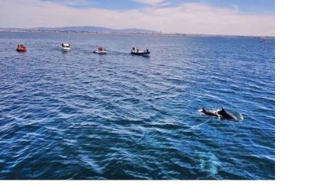 MORADIA ISOLADA, PISCINA, ALVOR