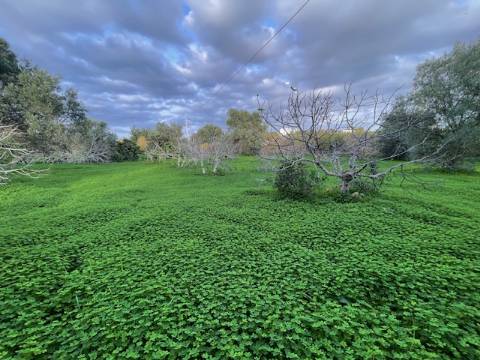 Moradia Rústica Geminada, com terreno e vista mar.