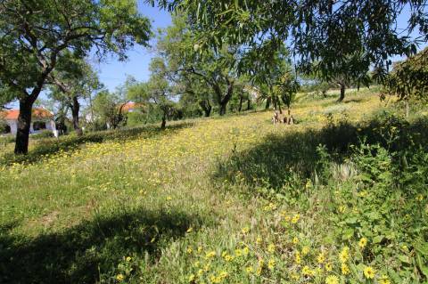 MORADIA PARA RECUPERAR, MONCARAPACHO E FUSETA