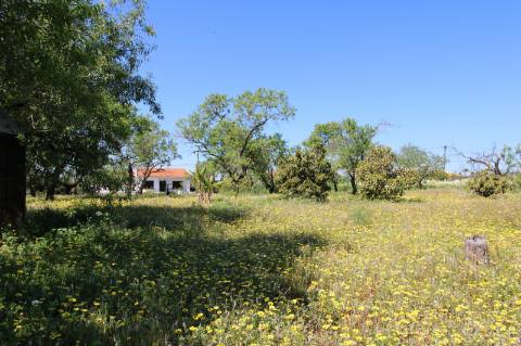 MORADIA PARA RECUPERAR, MONCARAPACHO E FUSETA