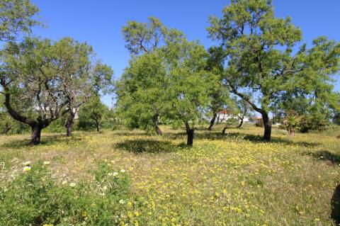 MORADIA PARA RECUPERAR, MONCARAPACHO E FUSETA