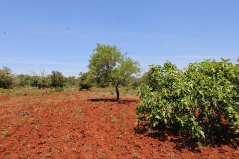 TERRENO RÚSTICO, TAVIRA, SANTO ESTEVÃO