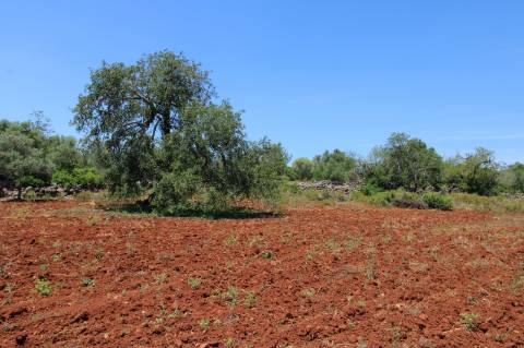 TERRENO RÚSTICO, TAVIRA, SANTO ESTEVÃO