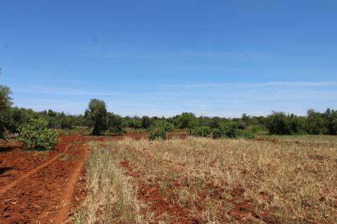 TERRENO RÚSTICO, TAVIRA, SANTO ESTEVÃO