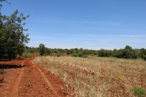 TERRENO RÚSTICO, TAVIRA, SANTO ESTEVÃO