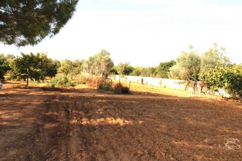 TERRENO RÚSTICO COM NORA E ELETRICIDADE.