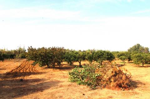TERRENO RÚSTICO COM NORA E ELETRICIDADE.