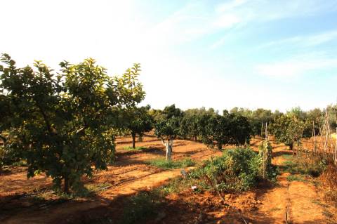 TERRENO RÚSTICO COM NORA E ELETRICIDADE.
