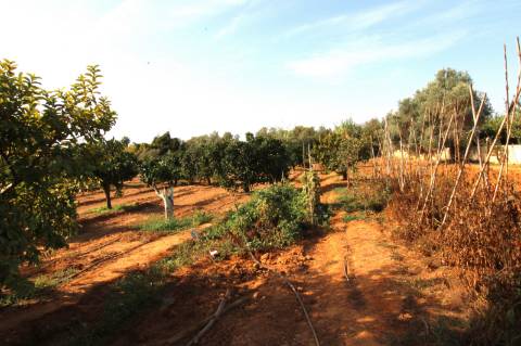 TERRENO RÚSTICO COM NORA E ELETRICIDADE.
