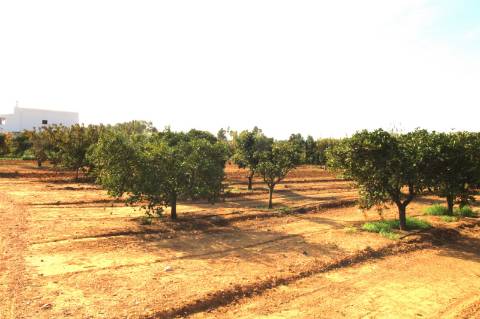 TERRENO RÚSTICO COM NORA E ELETRICIDADE.