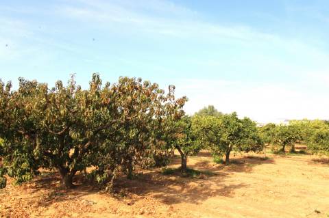TERRENO RÚSTICO COM NORA E ELETRICIDADE.