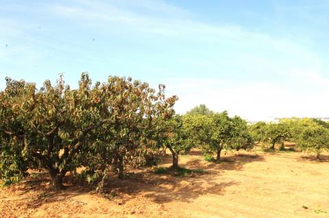 TERRENO RÚSTICO COM NORA E ELETRICIDADE.