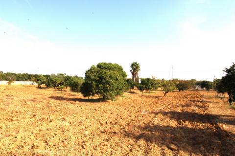 TERRENO RÚSTICO COM NORA E ELETRICIDADE.