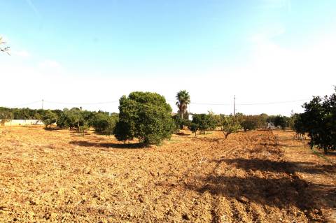 TERRENO RÚSTICO COM NORA E ELETRICIDADE.