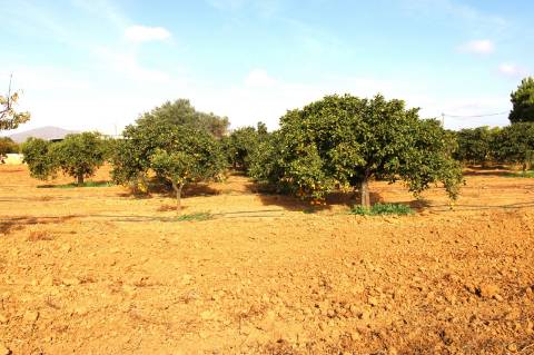 TERRENO RÚSTICO COM NORA E ELETRICIDADE.