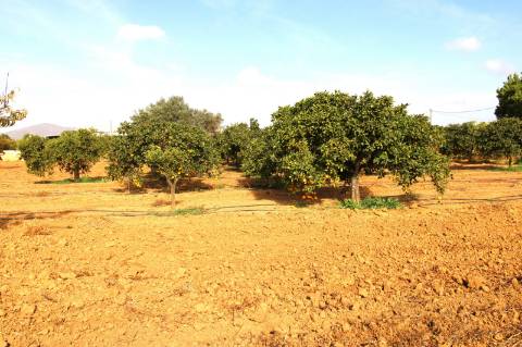 TERRENO RÚSTICO COM NORA E ELETRICIDADE.