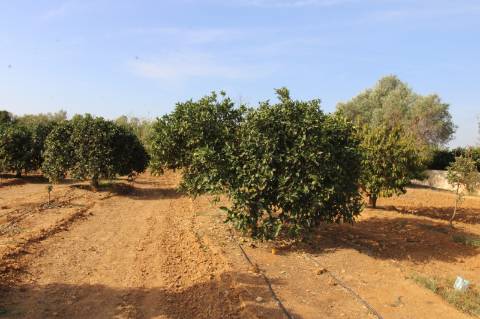 TERRENO RÚSTICO COM NORA E ELETRICIDADE.