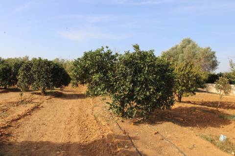 TERRENO RÚSTICO COM NORA E ELETRICIDADE.