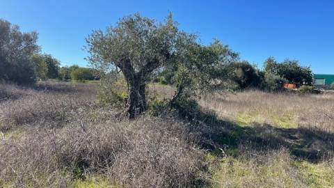 TERRENO RÚSTICO, ESTOI FARO