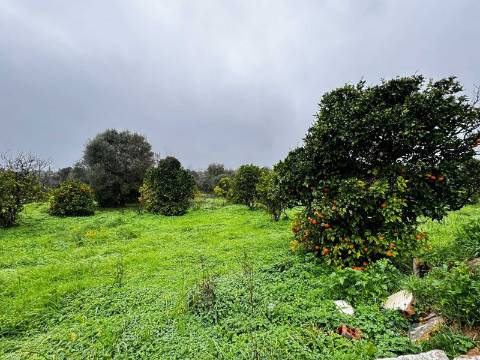 Quinta com 2,1 ha em Moncarapacho - Potencial Único na Ria Formosa