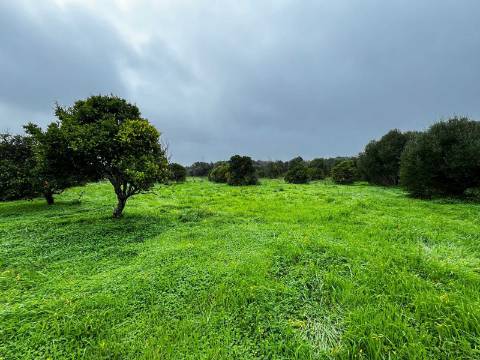 Quinta com 2,1 ha em Moncarapacho - Potencial Único na Ria Formosa