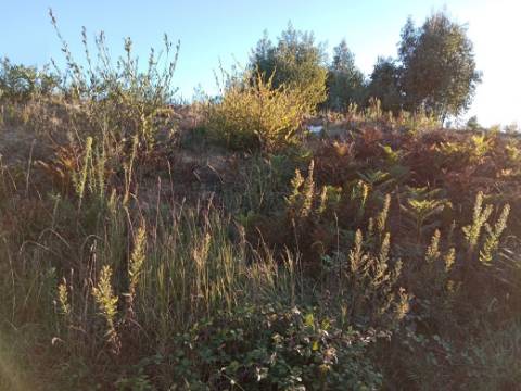 Terreno para Construção