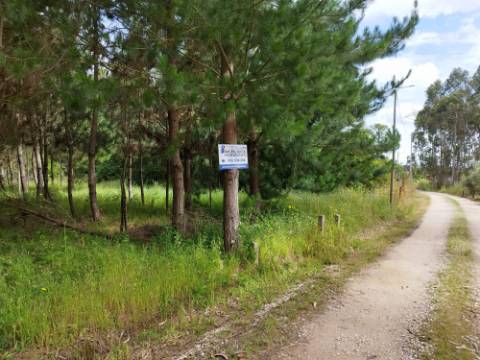 Terreno Rustico / Pinhal - Bustos