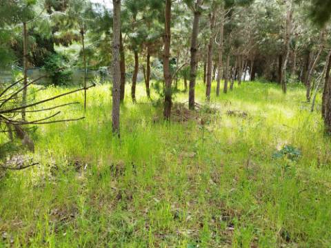 Terreno Rustico / Pinhal - Bustos