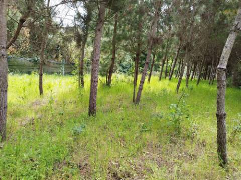 Terreno Rustico / Pinhal - Bustos