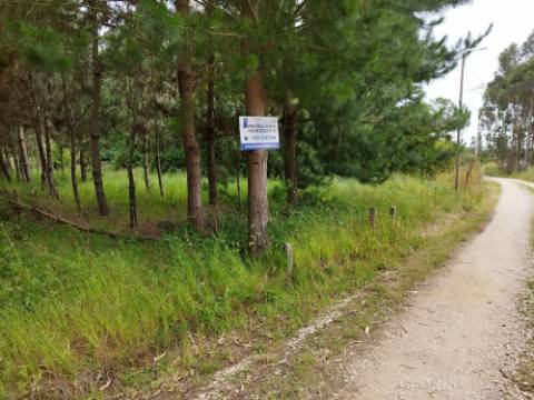 Terreno Rustico / Pinhal - Bustos