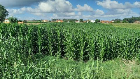 Terreno para Construção