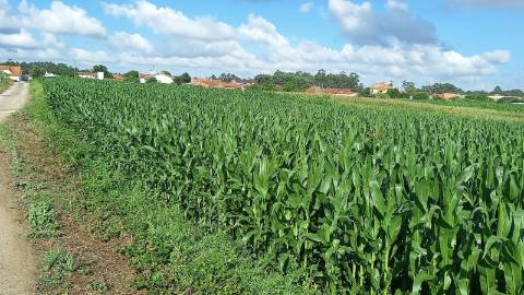 Terreno para Construção