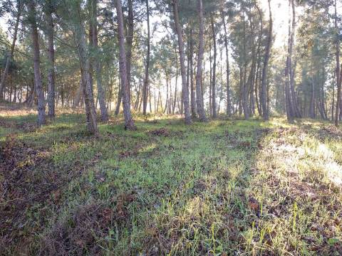 Terreno para Construção