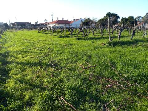 Terreno para Construção