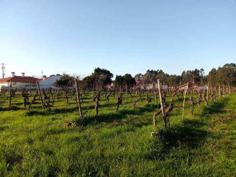 Terreno para Construção