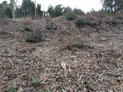 Terreno com possibilidade de construção