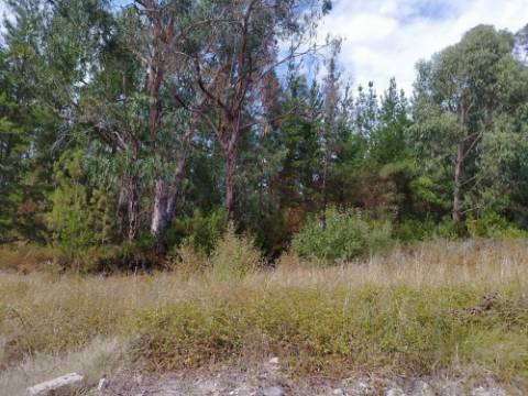 Terreno c/ Projeto Aprovado Moradia T4+1 em Vagos