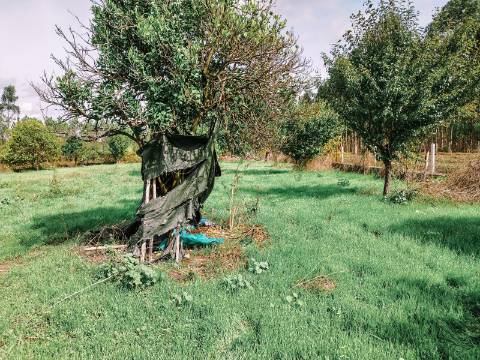 Viva com Espaço e Tradição! Moradia T5 com Adega e Quintal na Malhada de Cima - Cantanhede