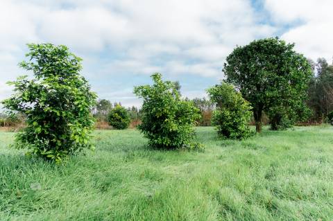 Viva com Espaço e Tradição! Moradia T5 com Adega e Quintal na Malhada de Cima - Cantanhede