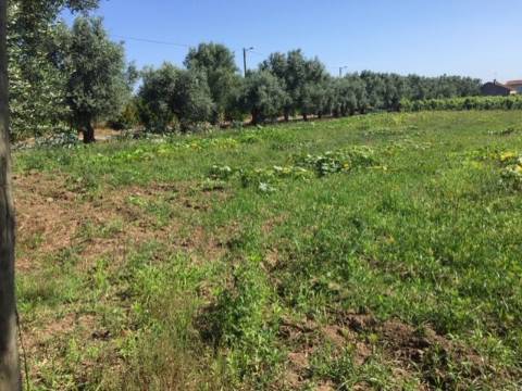 Terreno Rústico