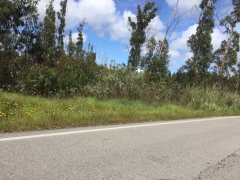 Terreno para exploração florestal