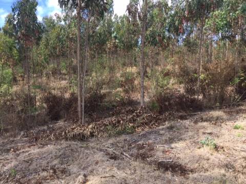 Terreno para exploração florestal