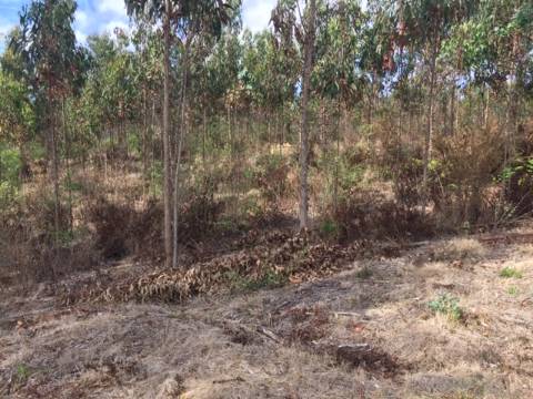 Terreno para exploração florestal