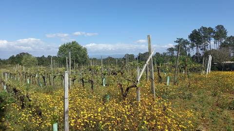 Terreno para Construção