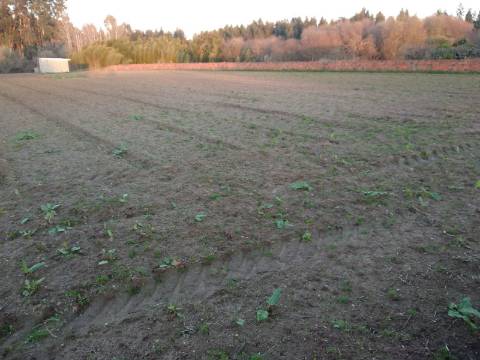 Terreno para Construção