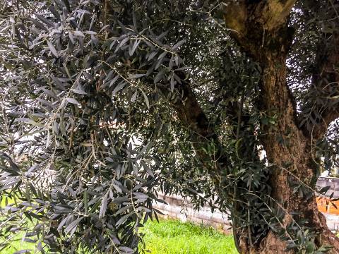 Terreno Rústico Urbanizável