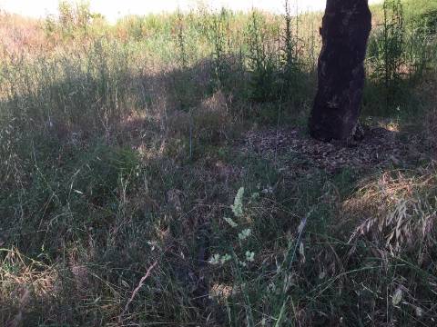 Terreno para Construção