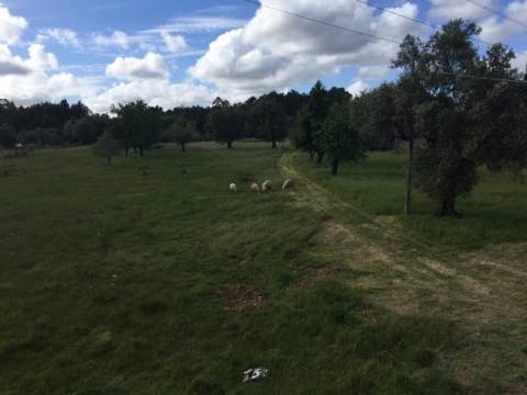 Quinta Agrícola com 14.000 m²